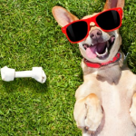 Imagen de perro acostado en el pasto con lentes de sol, a su lado juguetes