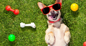 Imagen de perro acostado en el pasto con lentes de sol, a su lado juguetes